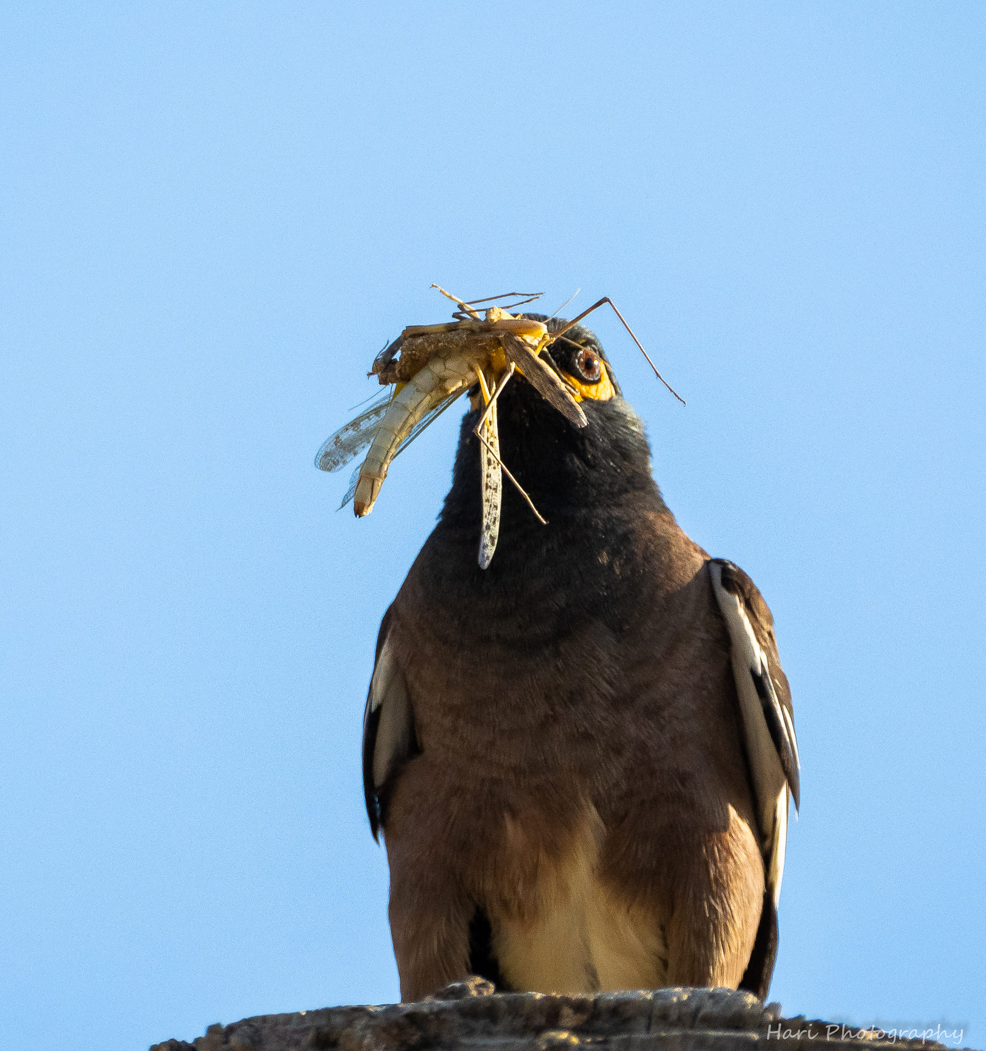 Myna bird caught a cricket